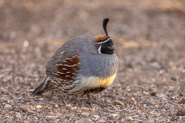 quail on the ground 