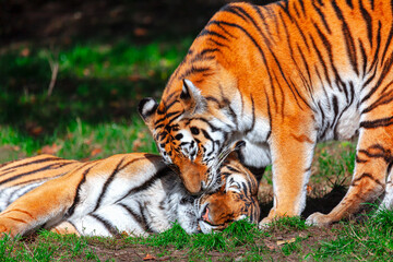 Tigers in love . Wild animals in love