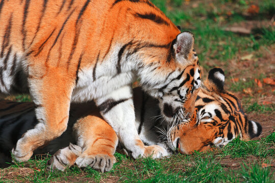 Tiger kisses a tigress . Two wild animals in love . Bengal Tigers standing together