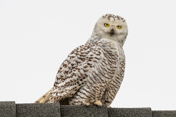 Snowy Owl on Rooftop