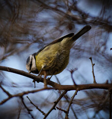 sparrow on branch