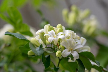Fototapeta premium Orange Jessamine, also known as Orange Jasmine, China box or Thai Jasmine, Murraya paniculata, starts to flower. The flowers are heavily scented.