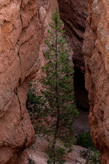 Trees Growing In The Shadows Of Hoodoos