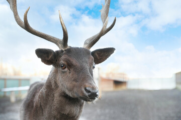 Brown stag with beautiful antlers in zoo, space for text © New Africa