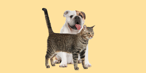 Happy pets. Cute tabby cat standing near English bulldog on pale light yellow background, banner design