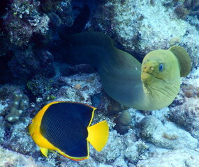 Fototapeta na wymiar Costa Rica Sealife Pacific/Caribbean