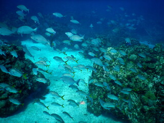 Naklejka na ściany i meble Costa Rica Sealife Pacific/Caribbean