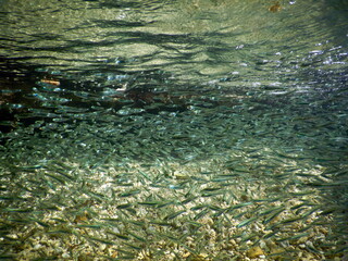 Under the sea, Caribbean sea life