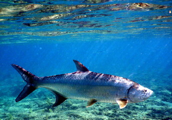 Obraz premium Costa Rica Sealife Pacific/Caribbean