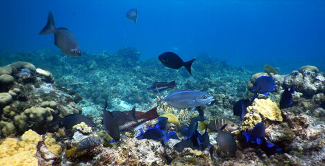 Naklejka na ściany i meble Under the sea, Caribbean sea life