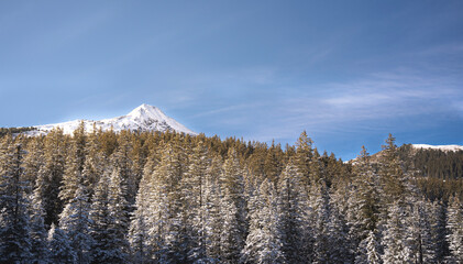 Frosty pines with fresh snow