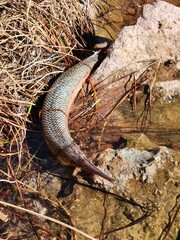 lizard on the ground