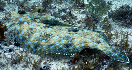 Costa Rica Sealife Pacific/Caribbean