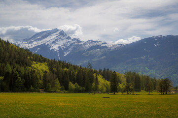 Alpine pasture with flowers