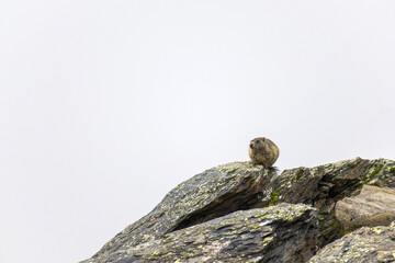 Cozy marmot