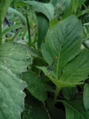 dragonfly in the leaf