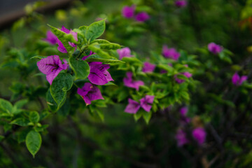 orchid flowers in outdoor park