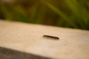 macro of a caterpillar