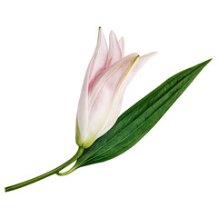 Lily flower bud with green leaf isolated on transparent or white background - obrazy, fototapety, plakaty