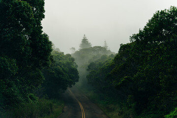 Winding fog road of the Waimea Canyon Drive on Kauai island, Hawaii
