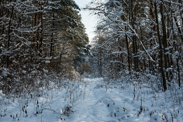 Winter landscape, clearing in a snowy mixed forest on the outskirts of the city. Sunny frosty day
