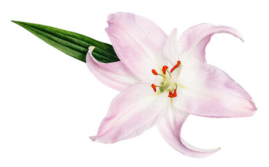 Pink lily flower with green leaf isolated on white background
