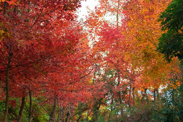 The Red Leaves of the Sweet Gum Woods In Hong Kong