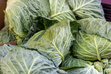 キャベツ