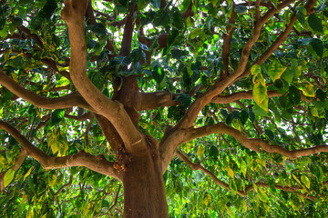 Fototapeta premium Closeup view of green tangerine tree in garden
