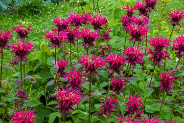 Bee Balm Flowers in the Garden