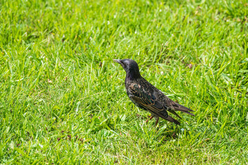 The common starling or European starling, Sturnus vulgaris, on a sprng lawn.
