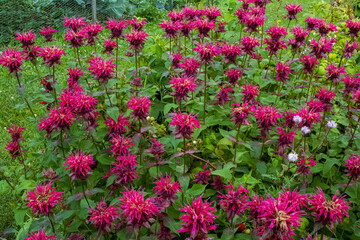 Bee Balm Flowers in the Garden