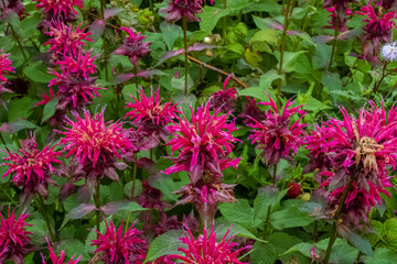 Bee Balm Flowers in the Garden