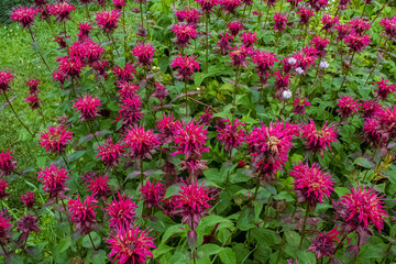Bee Balm Flowers in the Garden