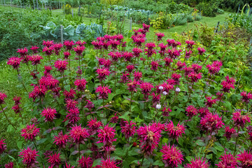 Bee Balm Flowers in the Garden