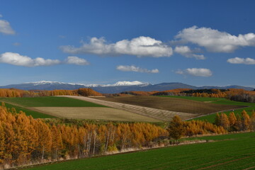 美瑛　落葉松の黄葉と山々