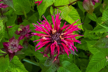 Bee Balm Flowers in the Garden