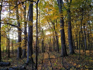 Sunlight Peeking Through Golden Autumn Forest Park Trees