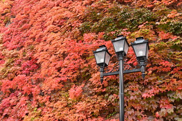 札幌開拓使麦酒醸造所 蔦の紅葉 外灯