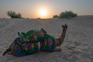 Sun rising at the horizon of Thar desert, Rajasthan, India. Dromedary, dromedary camel, Arabian...