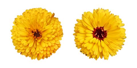 Yellow calendula flowers isolated on transparent background