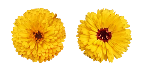 Selbstklebende Fototapeten Yellow calendula flowers isolated on transparent background © floralpro