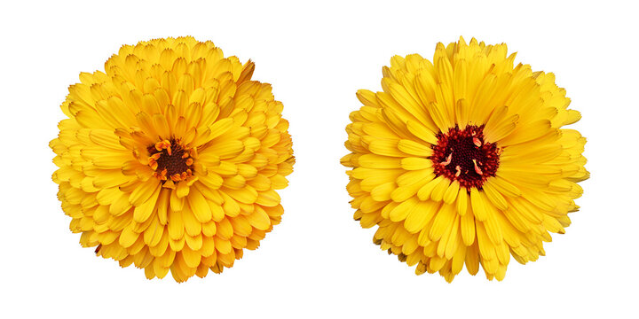 Naklejki Yellow calendula flowers isolated on transparent background
