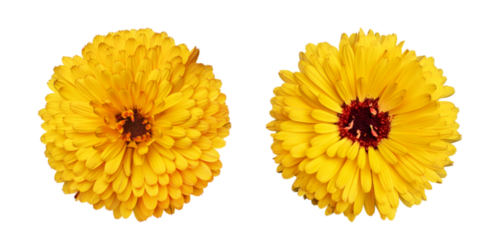 Yellow calendula flowers isolated on transparent background