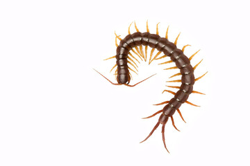centipede (Scolopendra sp.) centipede isolated on white background. The top view of a living centipede, high resolution images shot in a studio room