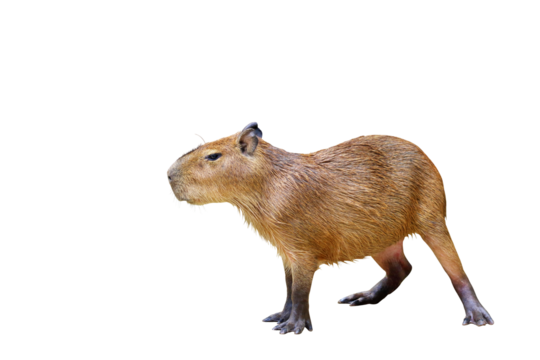 Capybara png images