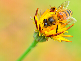 honey bee on a flower