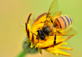 bee on yellow flower