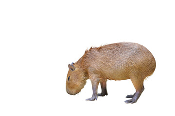 Capybara isolated on transparent background.	