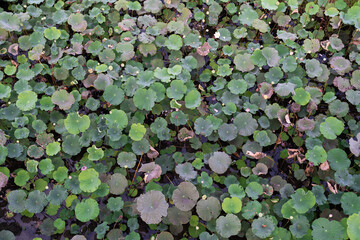 lotus leaves. Lots of lotus leaves and lotus flowers in the water